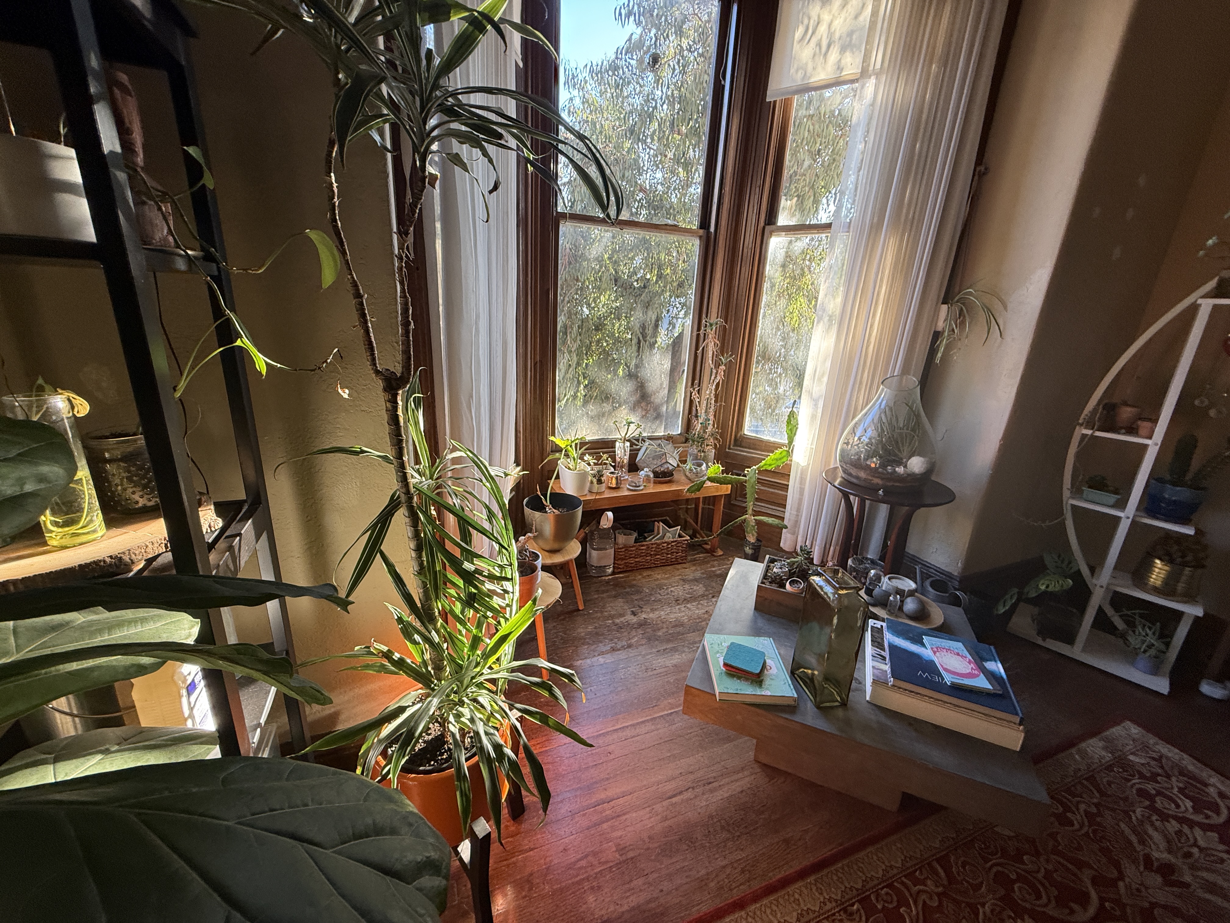 Plant sanctuary with terrariums and shelving